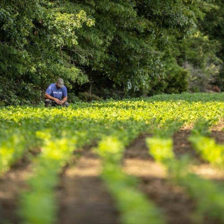 LEARN HOW TO BEST PLANT WARM SEASON FOOD PLOTS