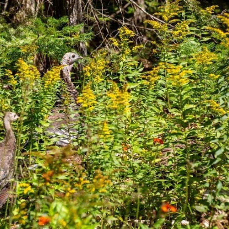 WILDFLOWER PLOTS AND WILD TURKEY HABITAT