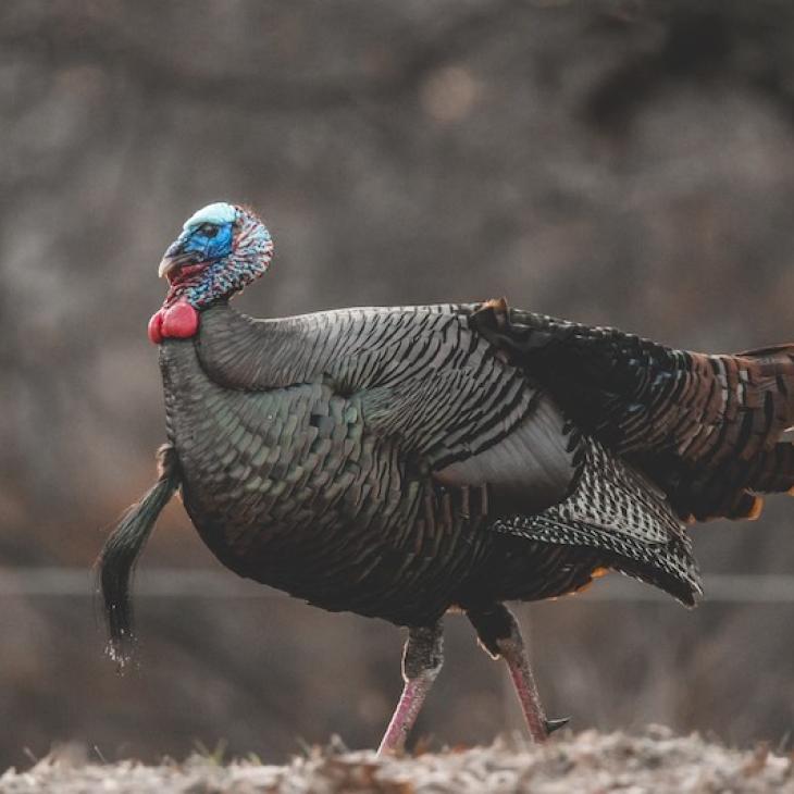 CLOSING THE DEAL ON AFTERNOON GOBBLERS