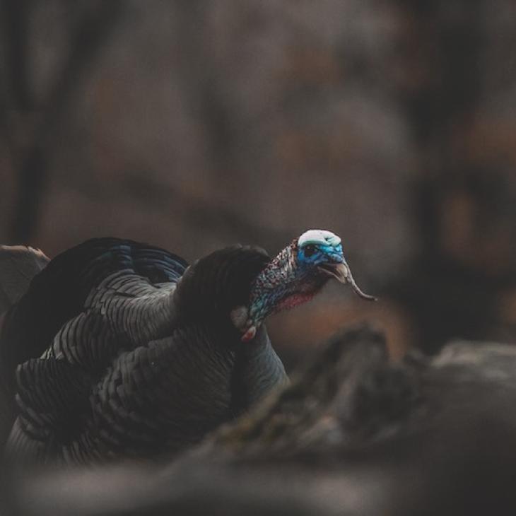 TURKEY VOCALIZATIONS: SPEAKING TURKEY AS A SECOND LANGUAGE