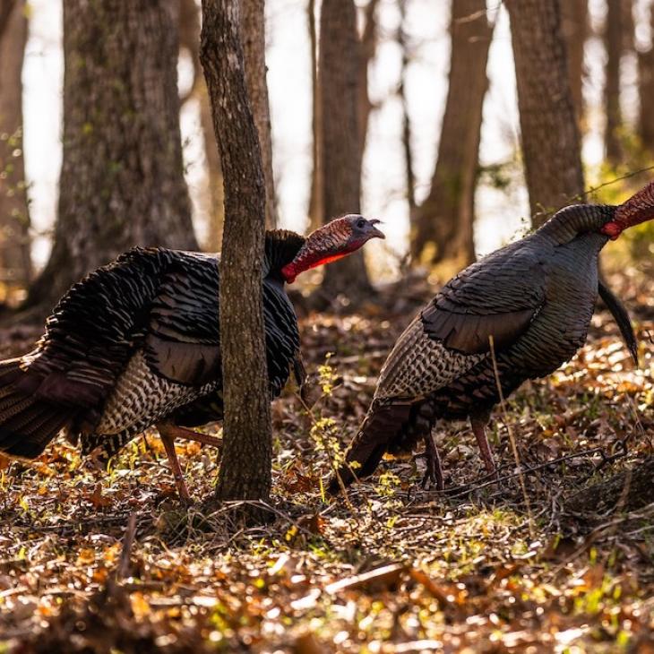 OVERCOMING EARLY TURKEY SEASON OBSTACLES