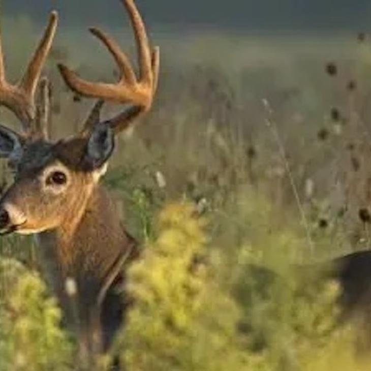 CLEARCUTTING FOR WILDLIFE