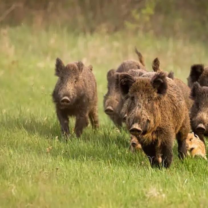 THE LATEST ON FERAL HOGS