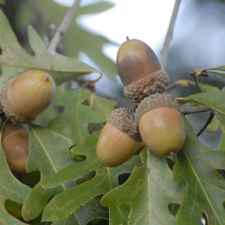 UNDERSTANDING AND PLANTING OAK TREES