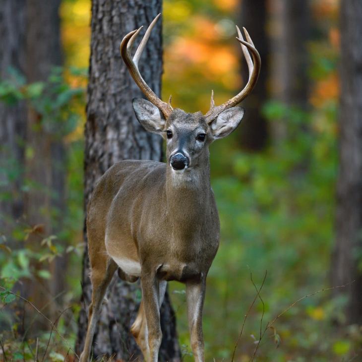 whitetail in the fall