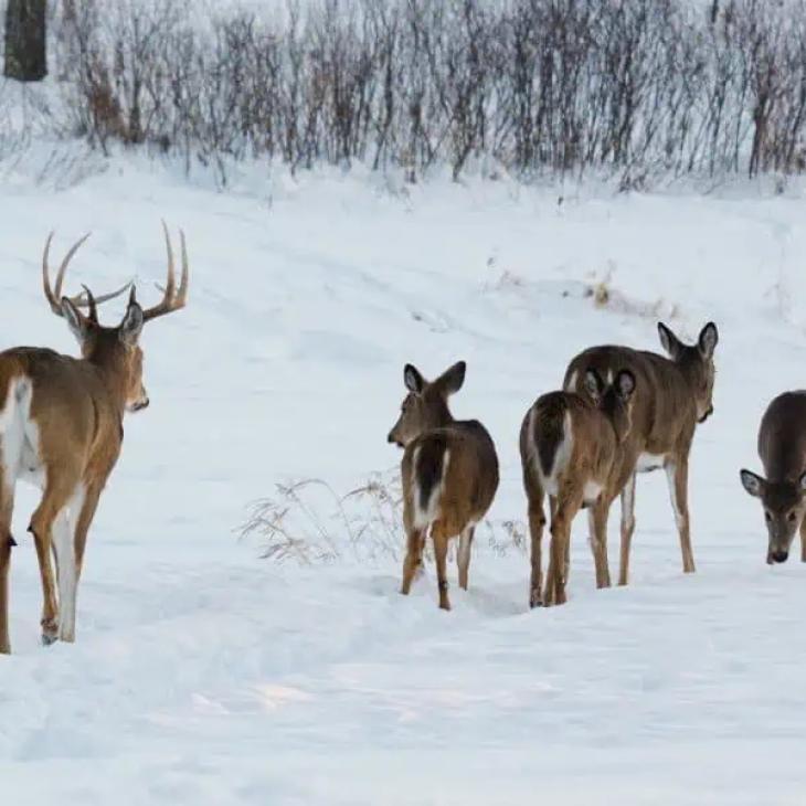 Whitetails-Social-Structure