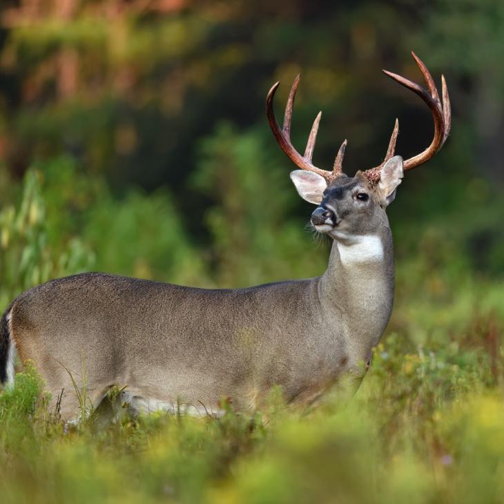 target buck or rut free for all