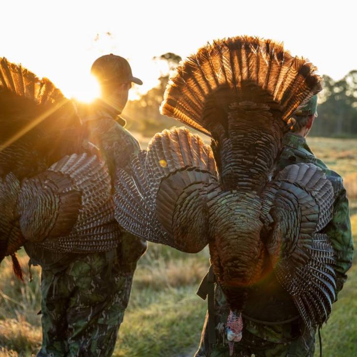 wild turkey toting.jpg