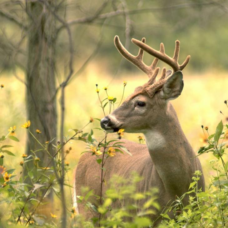 Summer-buck