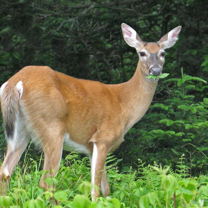 eating-doe.jpg