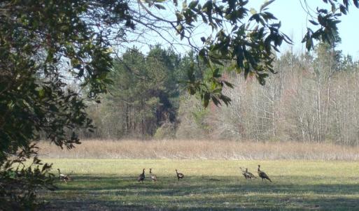 Photo of UNDER CONTRACT!  58 Acres of Farm and Timber Land For Sale in Columbus County NC!