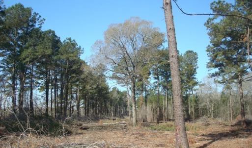 Photo of UNDER CONTRACT!  58 Acres of Farm and Timber Land For Sale in Columbus County NC!