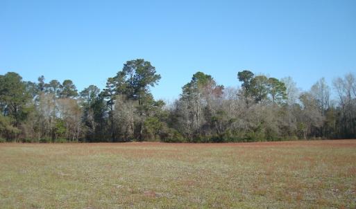 Photo of UNDER CONTRACT!  58 Acres of Farm and Timber Land For Sale in Columbus County NC!
