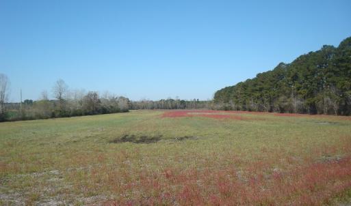 Photo of UNDER CONTRACT!  58 Acres of Farm and Timber Land For Sale in Columbus County NC!