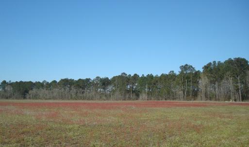 Photo of SOLD!  46 Acres of Farm and Timber Land For Sale in Columbus County NC!