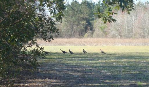 Photo of SOLD!  46 Acres of Farm and Timber Land For Sale in Columbus County NC!
