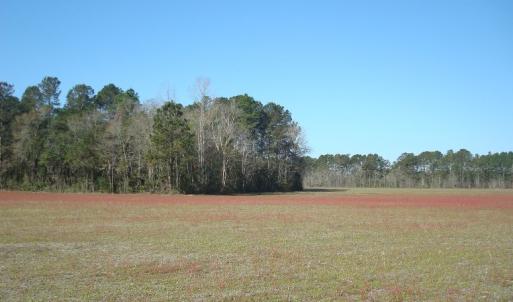 Photo of SOLD!  46 Acres of Farm and Timber Land For Sale in Columbus County NC!