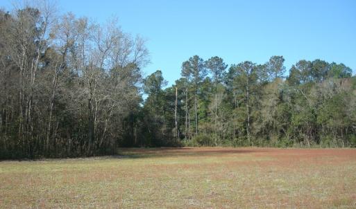 Photo of SOLD!  46 Acres of Farm and Timber Land For Sale in Columbus County NC!