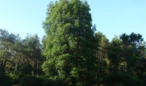 Photo of REDUCED!  287 Acres of Hunting Land With Buildable Lot For Sale in Hyde County NC!