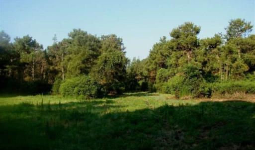 Photo of REDUCED!  287 Acres of Hunting Land With Buildable Lot For Sale in Hyde County NC!