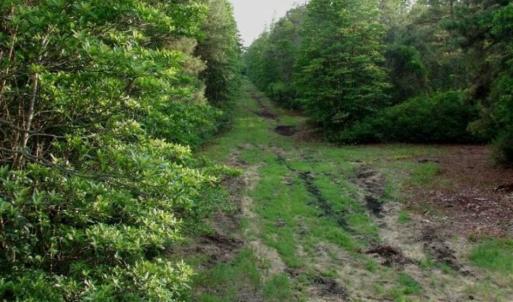 Photo of REDUCED!  287 Acres of Hunting Land With Buildable Lot For Sale in Hyde County NC!