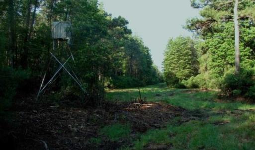 Photo of REDUCED!  287 Acres of Hunting Land With Buildable Lot For Sale in Hyde County NC!