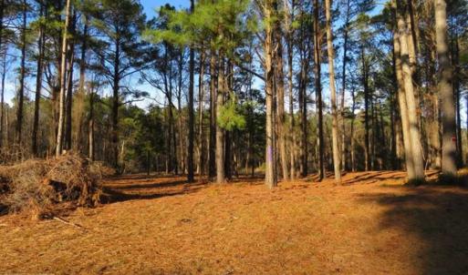 Photo of REDUCED!  287 Acres of Hunting Land With Buildable Lot For Sale in Hyde County NC!