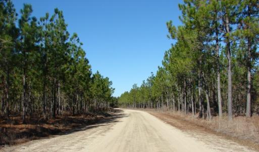 Photo of SOLD!  1791 Acre Timber Land for Sale in Bladen County NC