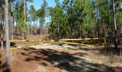 Photo of SOLD!  1791 Acre Timber Land for Sale in Bladen County NC
