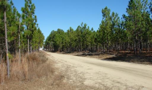 Photo of SOLD!  1791 Acre Timber Land for Sale in Bladen County NC