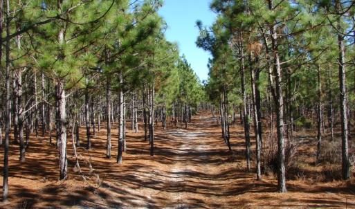 Photo of SOLD!  1791 Acre Timber Land for Sale in Bladen County NC