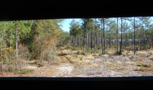 Photo of SOLD!  1791 Acre Timber Land for Sale in Bladen County NC