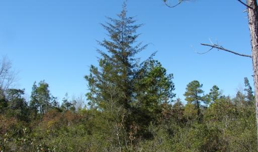Photo of SOLD!  1791 Acre Timber Land for Sale in Bladen County NC