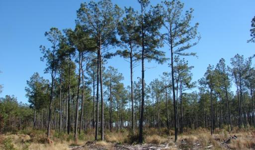 Photo of SOLD!  1791 Acre Timber Land for Sale in Bladen County NC