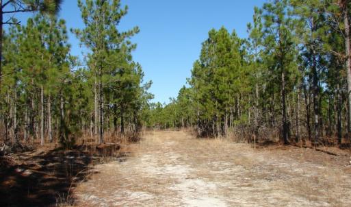 Photo of SOLD!  1791 Acre Timber Land for Sale in Bladen County NC