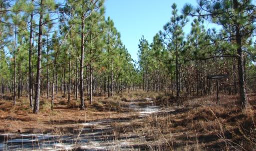 Photo of SOLD!  1791 Acre Timber Land for Sale in Bladen County NC
