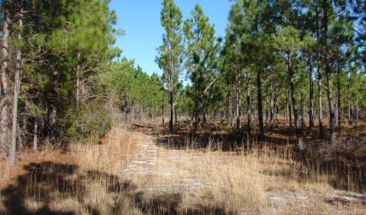 Photo of SOLD!  1791 Acre Timber Land for Sale in Bladen County NC