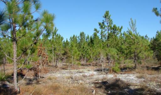 Photo of SOLD!  1791 Acre Timber Land for Sale in Bladen County NC