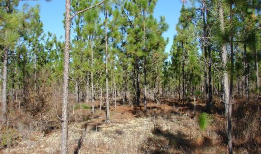 Photo of SOLD!  1791 Acre Timber Land for Sale in Bladen County NC
