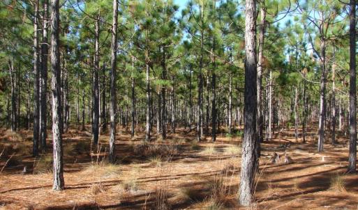 Photo of SOLD!  1791 Acre Timber Land for Sale in Bladen County NC