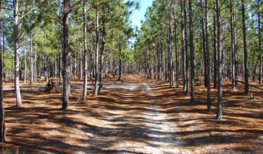 Photo of SOLD!  1791 Acre Timber Land for Sale in Bladen County NC