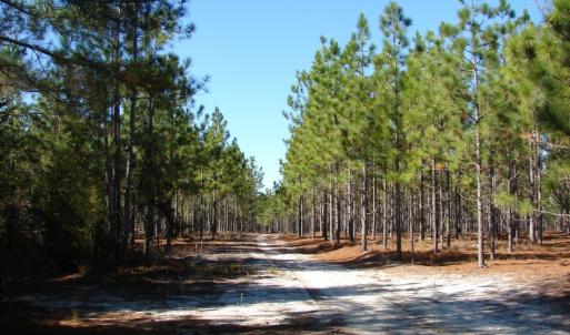 Photo of SOLD!  1791 Acre Timber Land for Sale in Bladen County NC