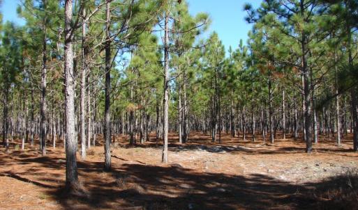 Photo of SOLD!  1791 Acre Timber Land for Sale in Bladen County NC