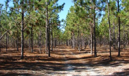 Photo of SOLD!  1791 Acre Timber Land for Sale in Bladen County NC