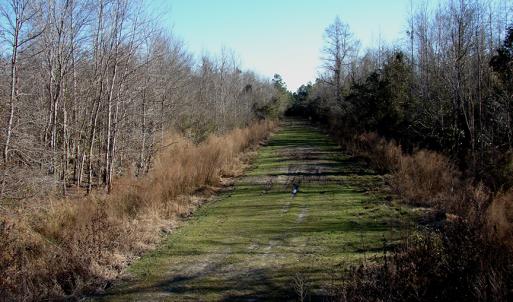 Photo of SOLD!  67 Acre Hunting Land for Sale in Pender County NC
