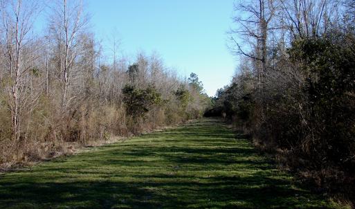 Photo of SOLD!  67 Acre Hunting Land for Sale in Pender County NC