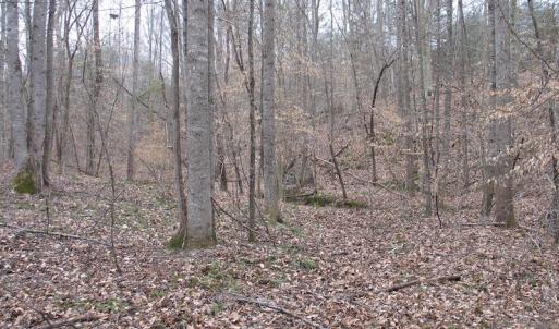 Photo of SOLD!  12.80 Acres of Recreational  Land with Home Site For Sale in Rockingham County NC!