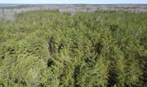 Photo #12 of SOLD property in Double Bridges Rd, Meherrin, VA 29.0 acres
