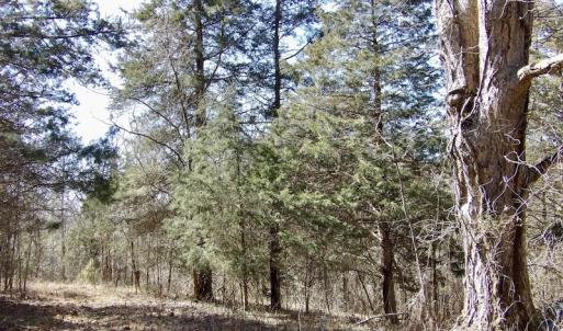 Photo #27 of SOLD property in Double Bridges Rd, Meherrin, VA 29.0 acres