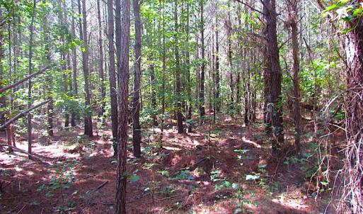 Photo #4 of SOLD property in Off Warrique Rd - Lot 4, Ivor, VA 3.0 acres